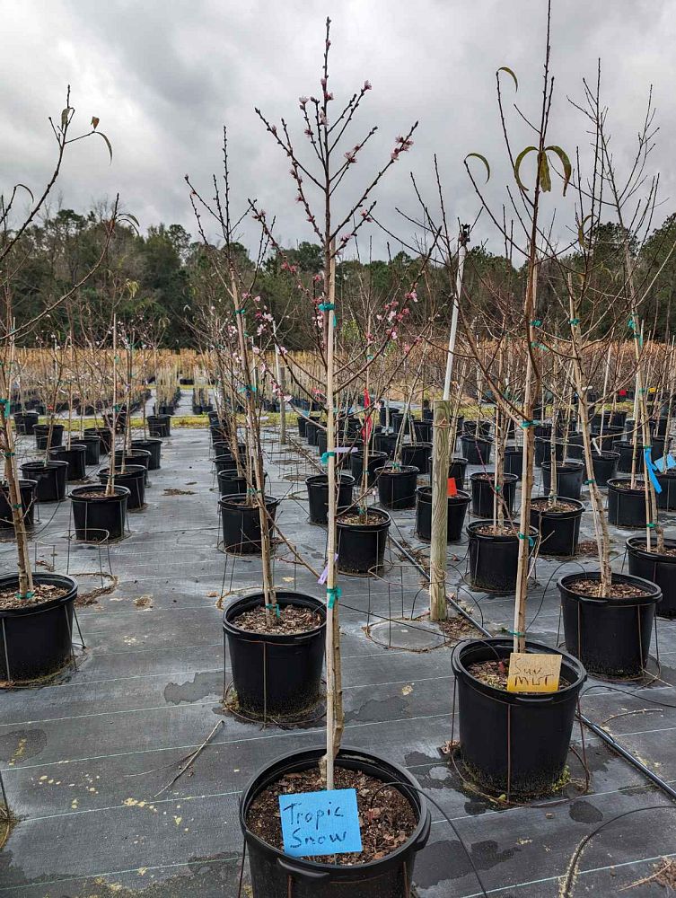 prunus-persica-tropic-snow-peach
