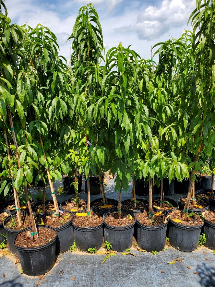prunus-persica-tropic-snow-peach