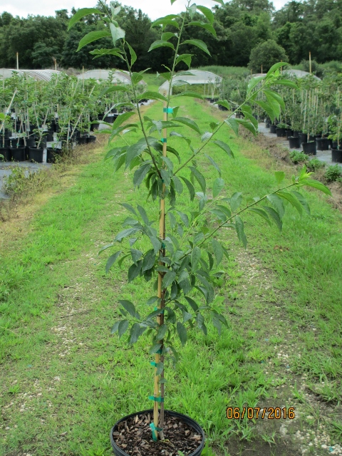 prunus-salicina-gulf-ruby-japanese-plum-edible