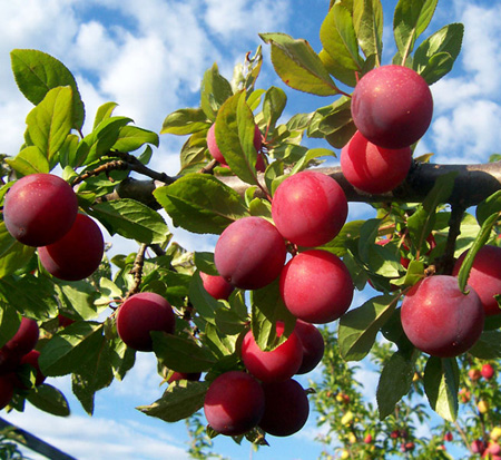 prunus-salicina-santa-rosa-japanese-plum-edible