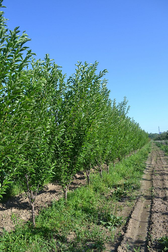 prunus-salicina-toka-japanese-plum