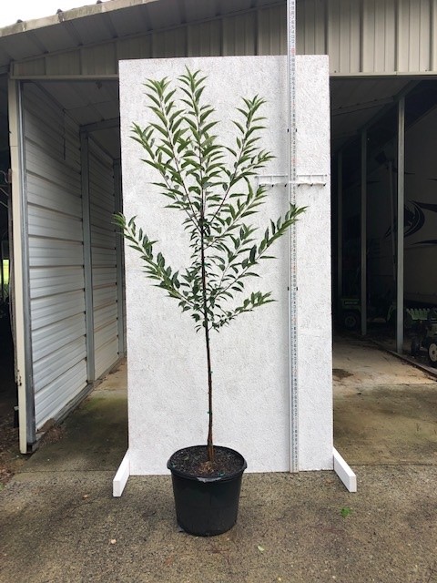 prunus-serotina-wild-black-cherry