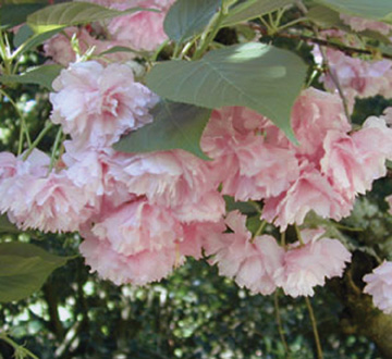 prunus-serrulata-kwanzan-japanese-flowering-cherry