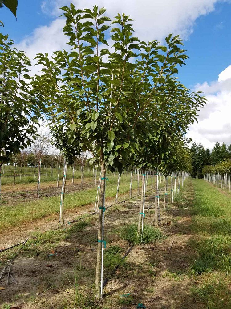 prunus-serrulata-kwanzan-japanese-flowering-cherry