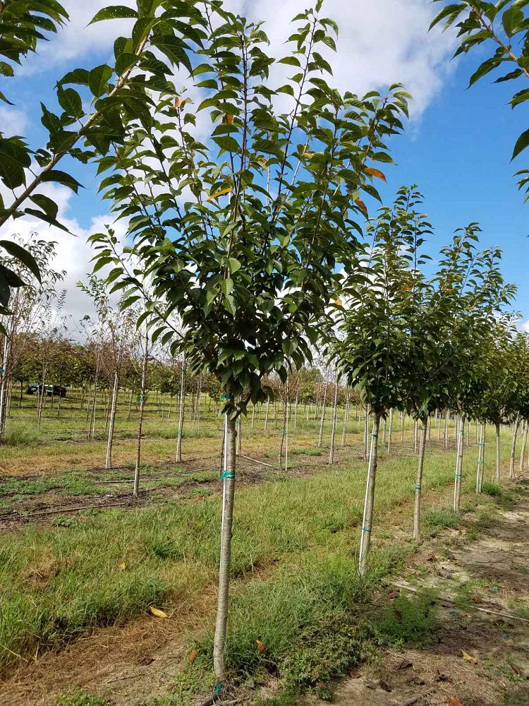 prunus-serrulata-kwanzan-japanese-flowering-cherry