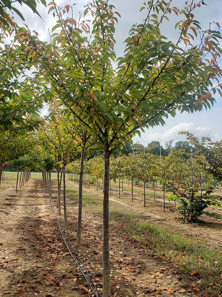 prunus-serrulata-kwanzan-japanese-flowering-cherry