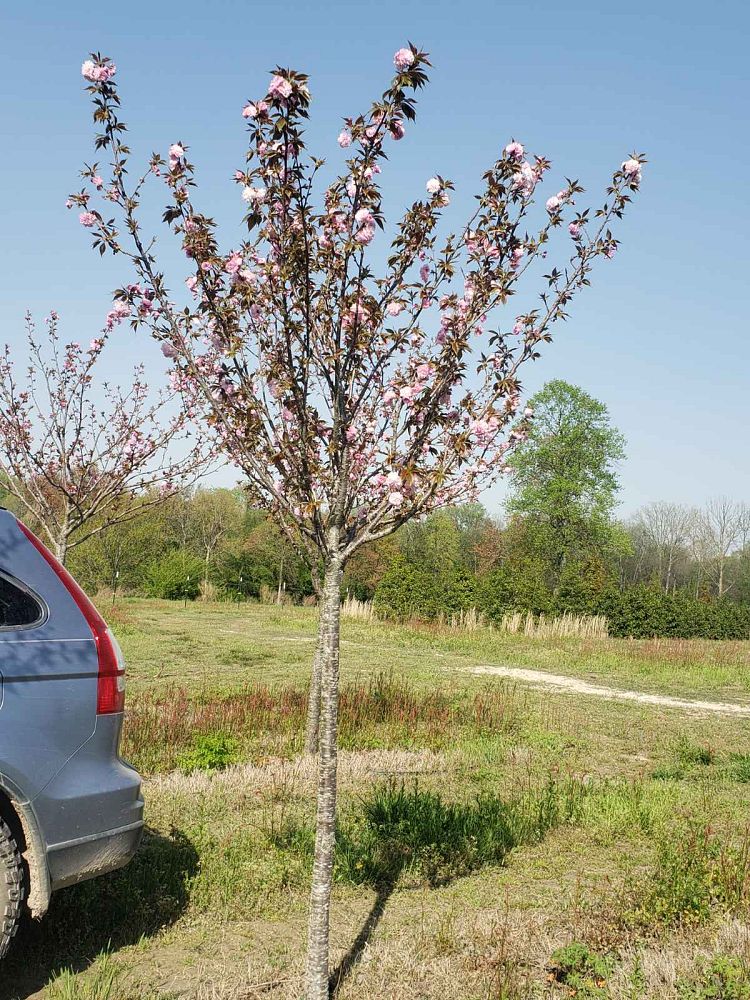 prunus-serrulata-kwanzan-japanese-flowering-cherry