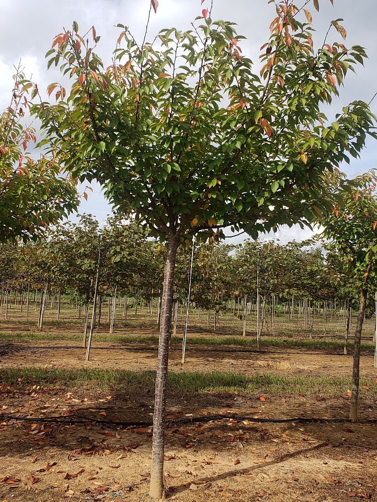 prunus-serrulata-kwanzan-japanese-flowering-cherry