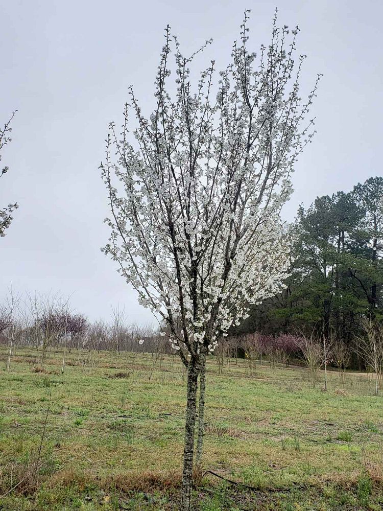 prunus-serrulata-snowgoose-japanese-flowering-cherry