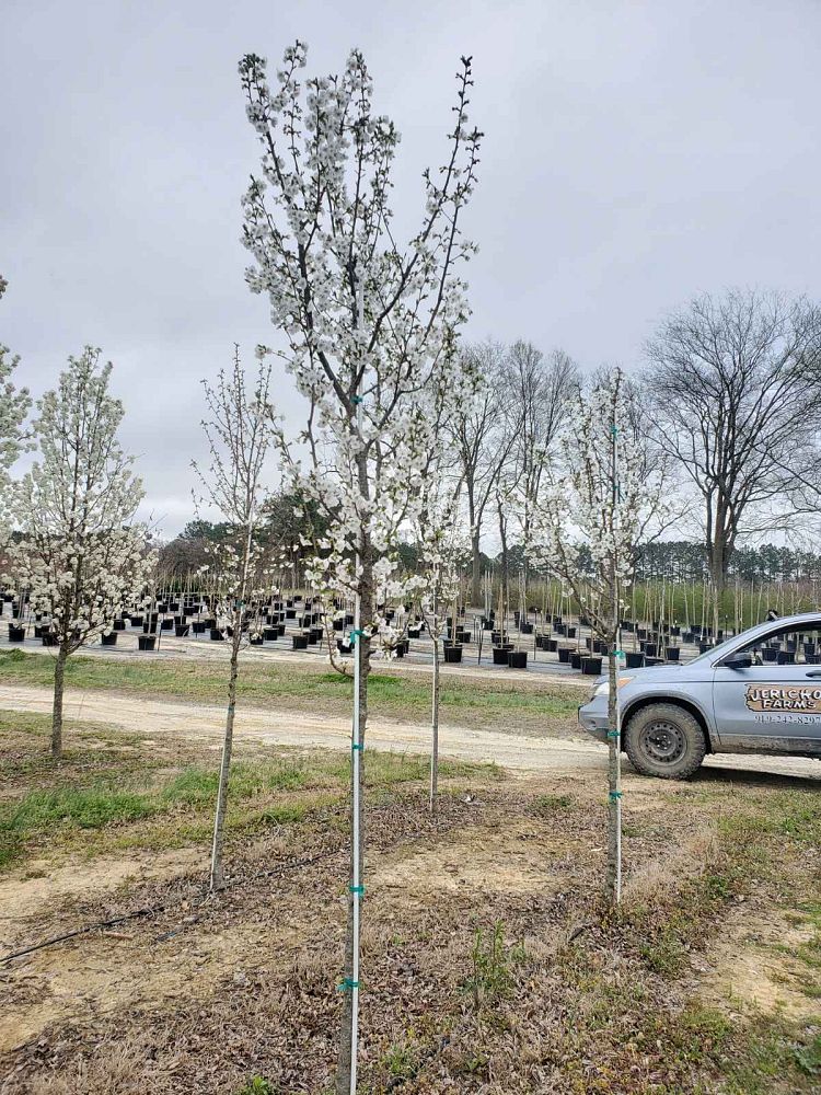 prunus-serrulata-snowgoose-japanese-flowering-cherry