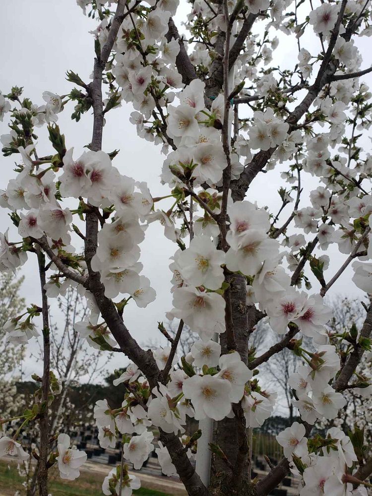 prunus-serrulata-snowgoose-japanese-flowering-cherry