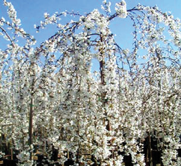 prunus-snofozam-prunus-snow-fountains-natural-weeping-cherry