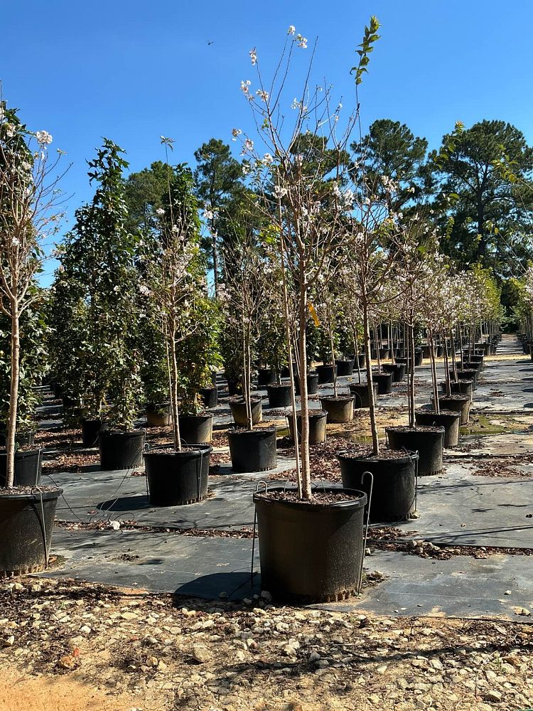 prunus-subhirtella-autumnalis-higan-cherry