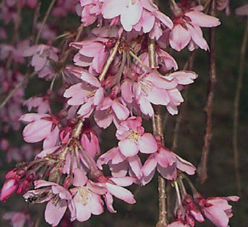 prunus-subhirtella-pendula-higan-cherry-japanese-weeping-cherry