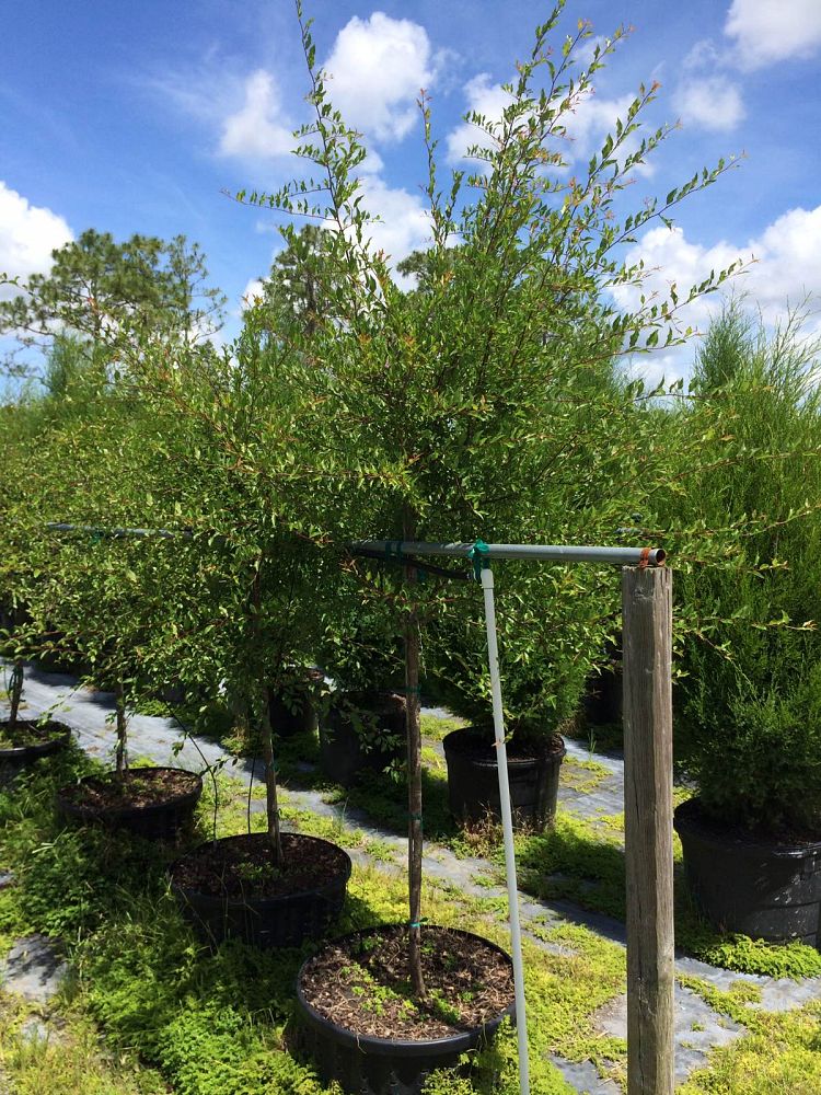 prunus-umbellata-flatwoods-plum