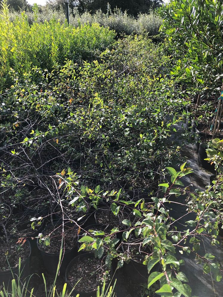 prunus-umbellata-flatwoods-plum