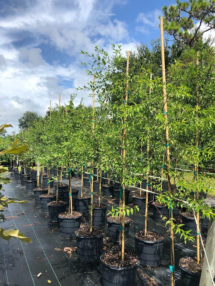 prunus-umbellata-flatwoods-plum