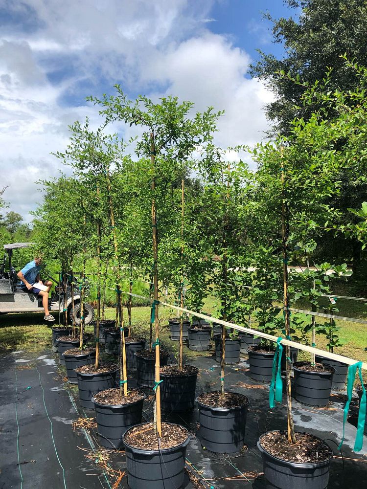 prunus-umbellata-flatwoods-plum