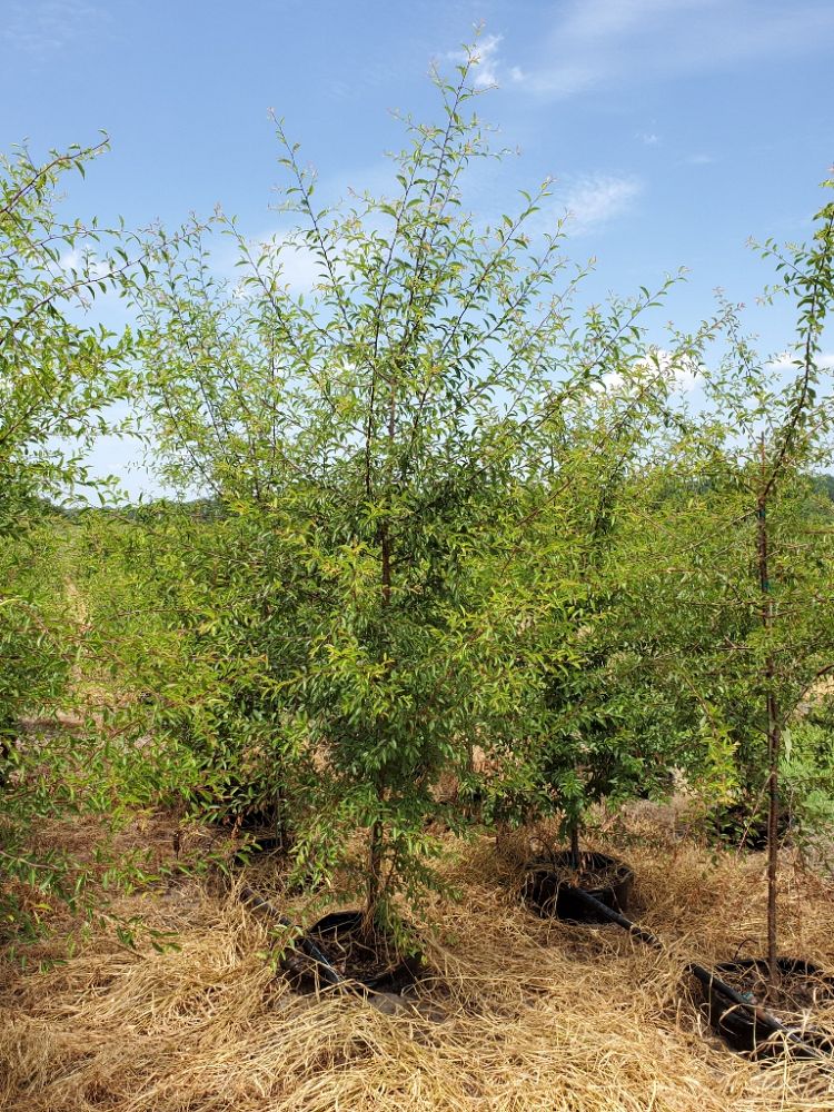 prunus-umbellata-flatwoods-plum