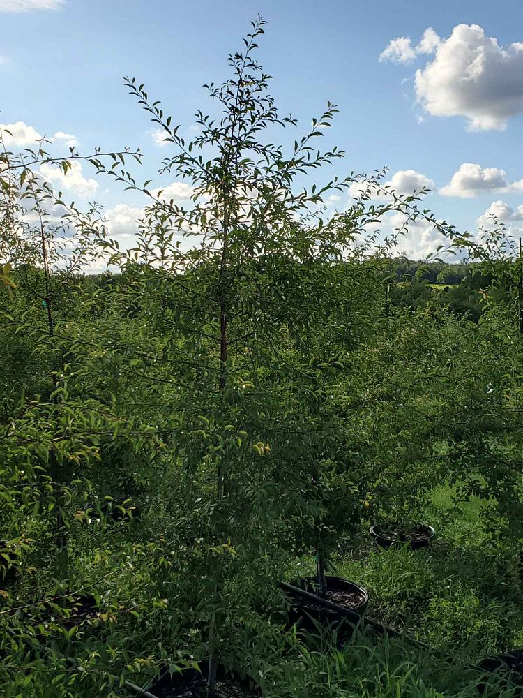 prunus-umbellata-flatwoods-plum