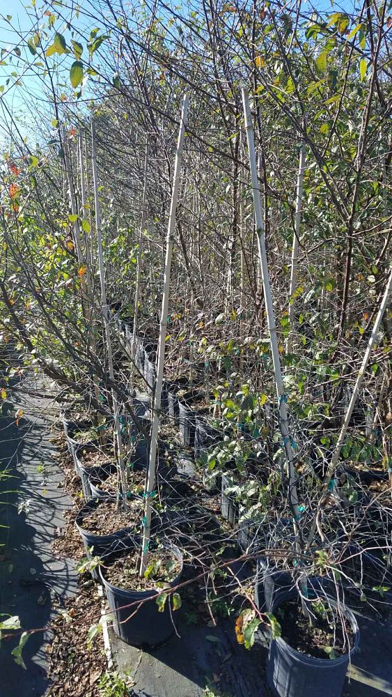prunus-umbellata-flatwoods-plum