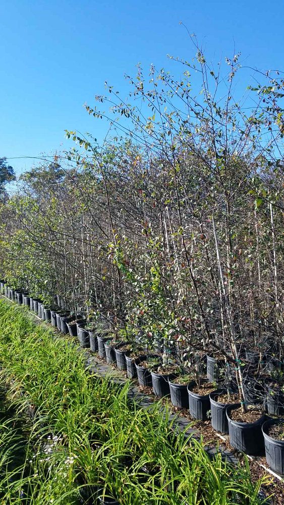 prunus-umbellata-flatwoods-plum
