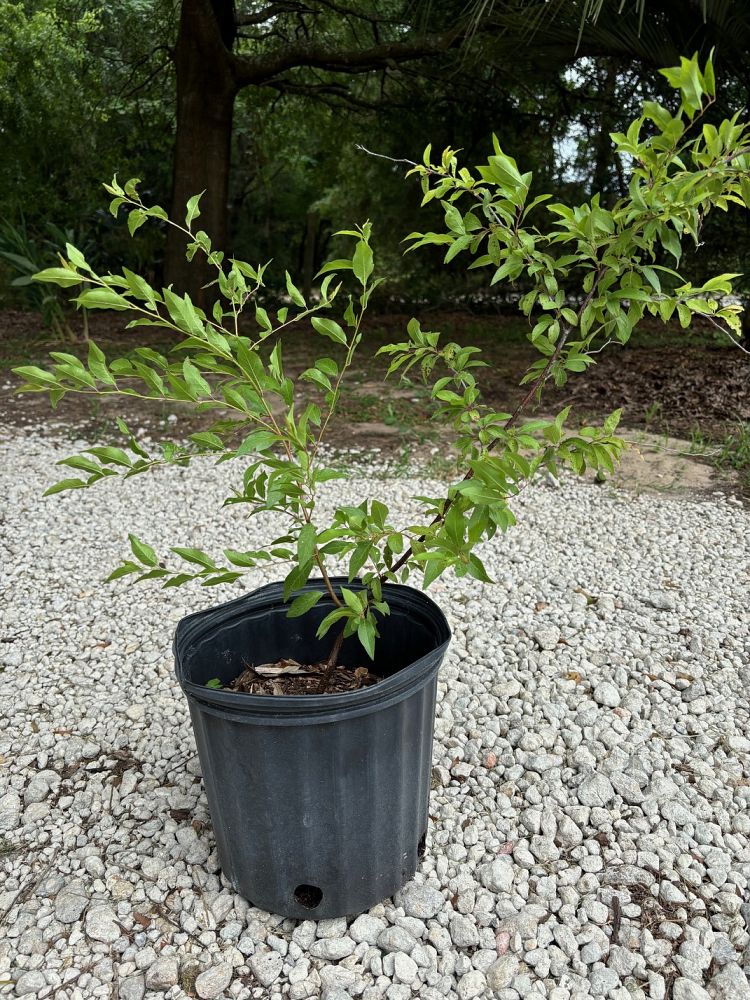 prunus-umbellata-flatwoods-plum