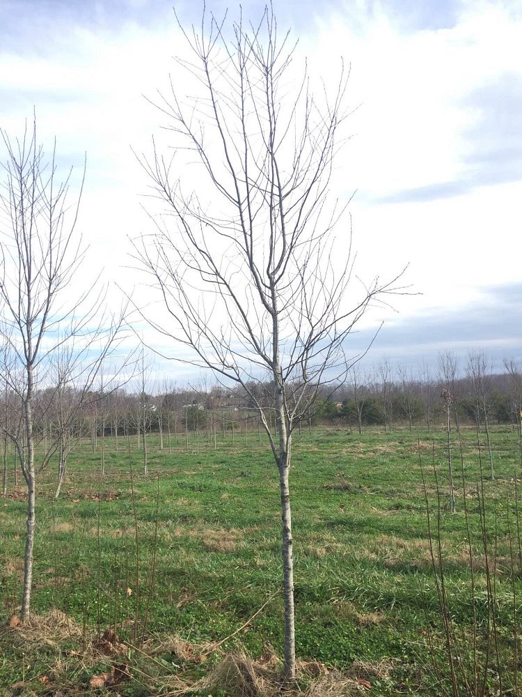 prunus-virginiana-schubert-common-chokecherry-canada-red-flowering-cherry
