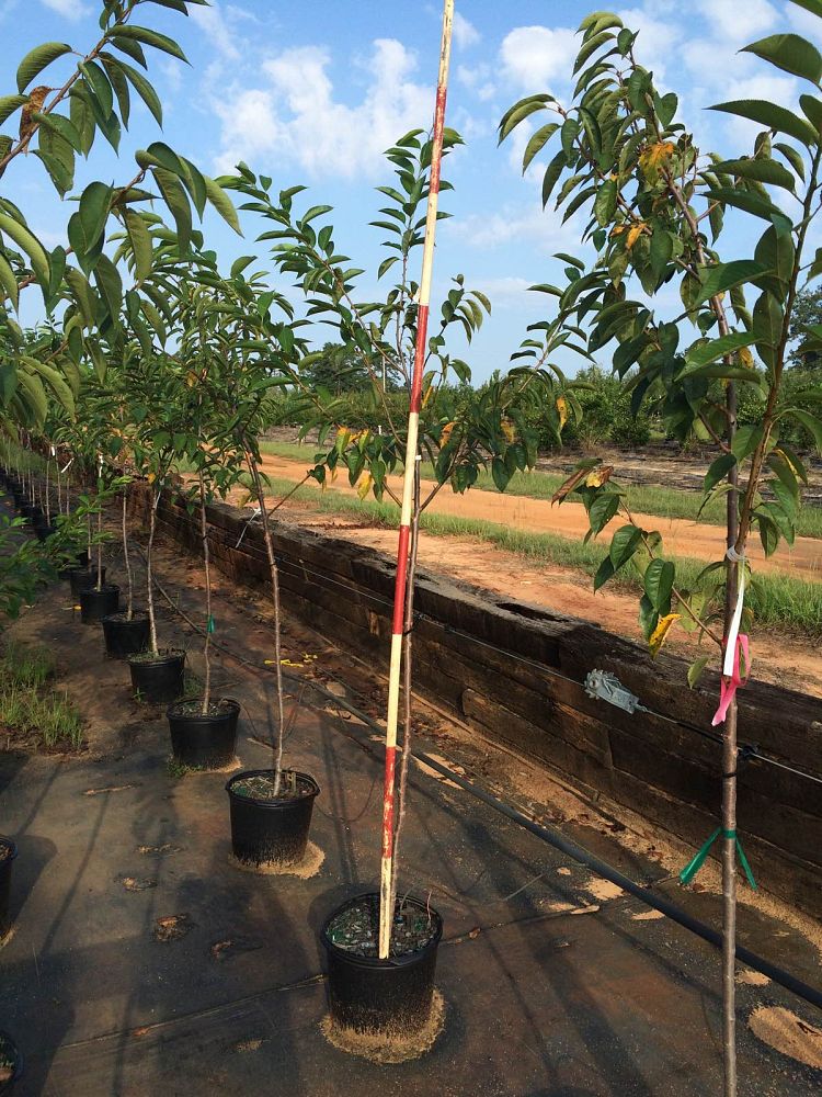 prunus-yedoensis-yoshino-cherry