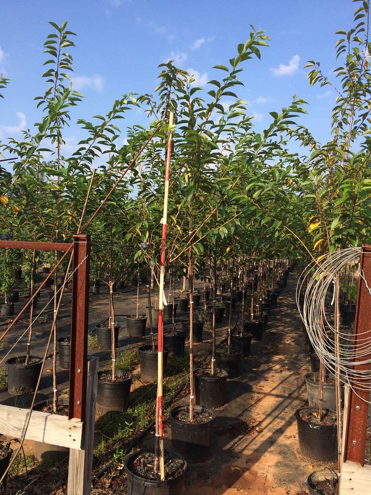 prunus-yedoensis-yoshino-cherry