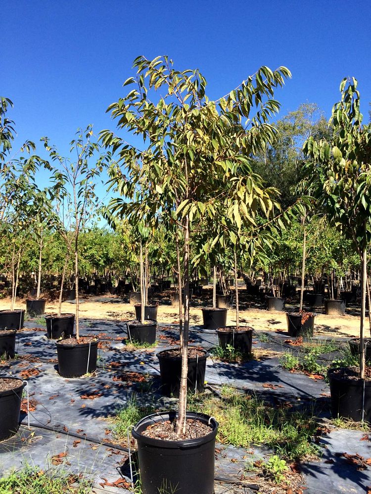 prunus-yedoensis-yoshino-cherry
