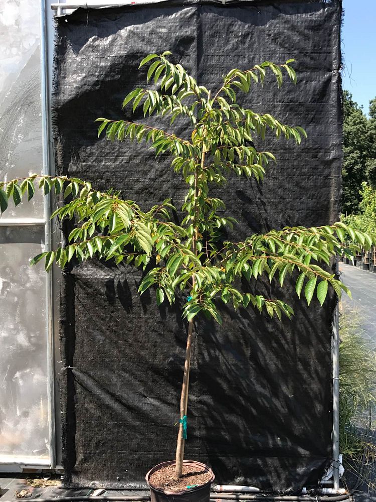 prunus-yedoensis-yoshino-cherry