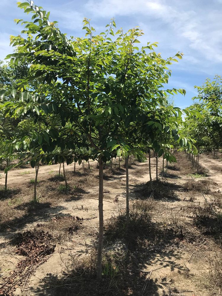 prunus-yedoensis-yoshino-cherry
