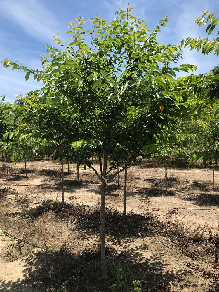 prunus-yedoensis-yoshino-cherry