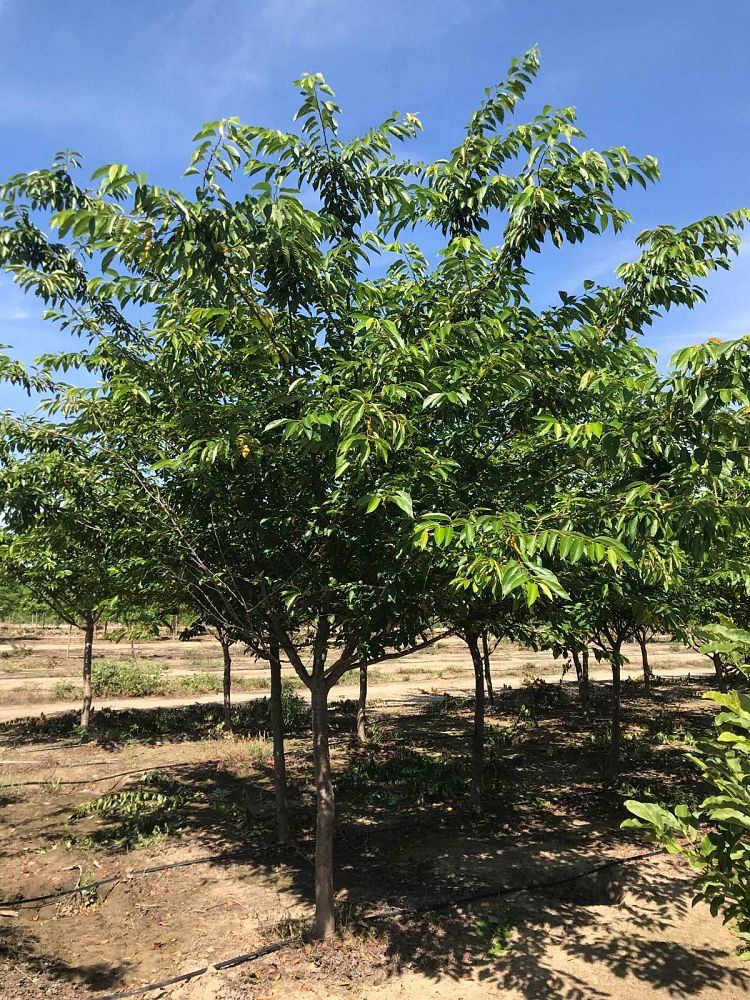 prunus-yedoensis-yoshino-cherry