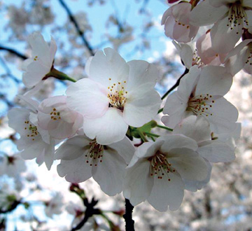 prunus-yedoensis-yoshino-cherry