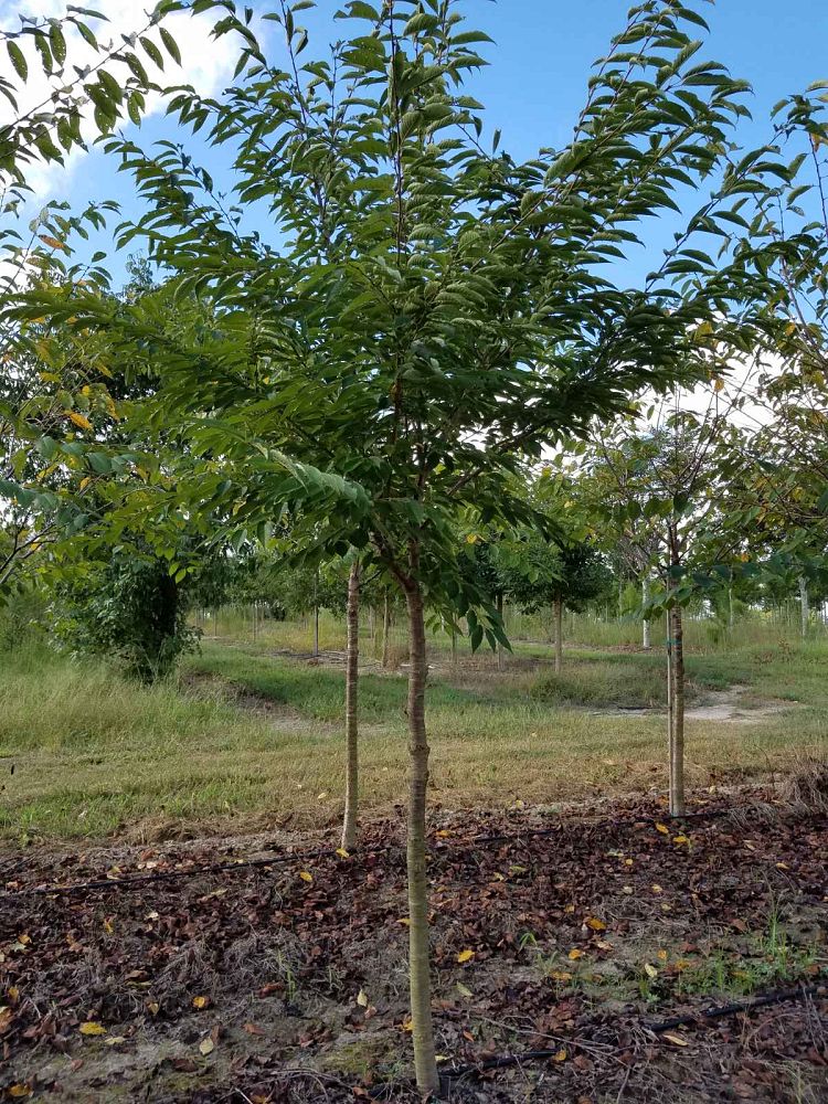 prunus-yedoensis-yoshino-cherry