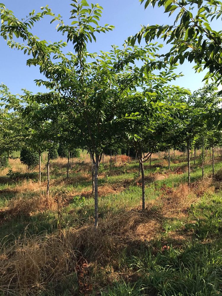prunus-yedoensis-yoshino-cherry