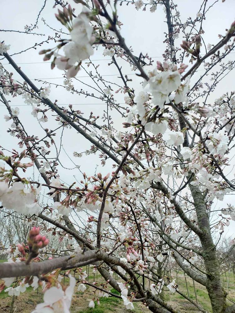 prunus-yedoensis-yoshino-cherry