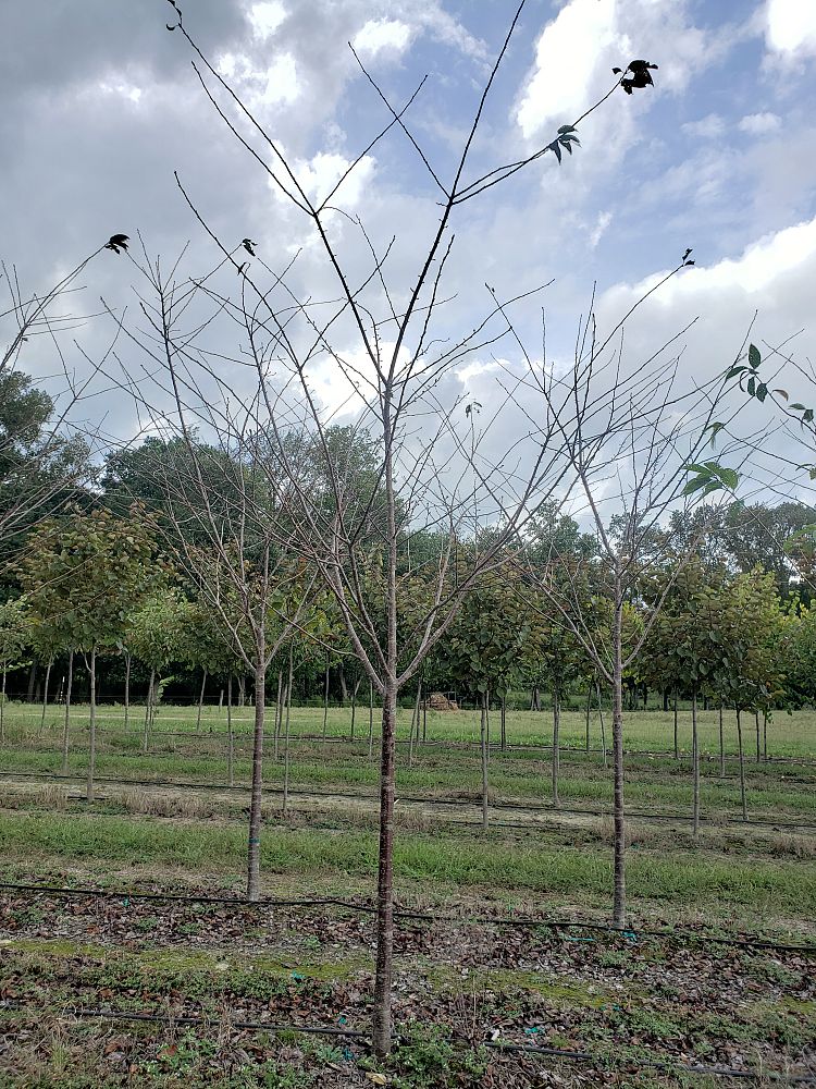 prunus-yedoensis-yoshino-cherry