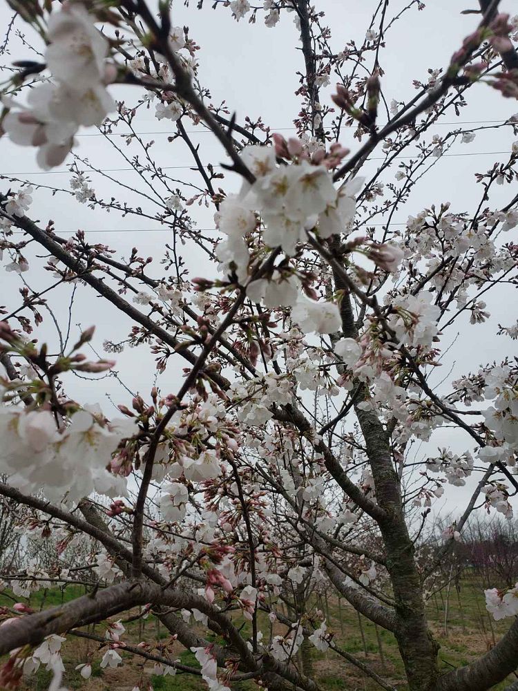 prunus-yedoensis-yoshino-cherry