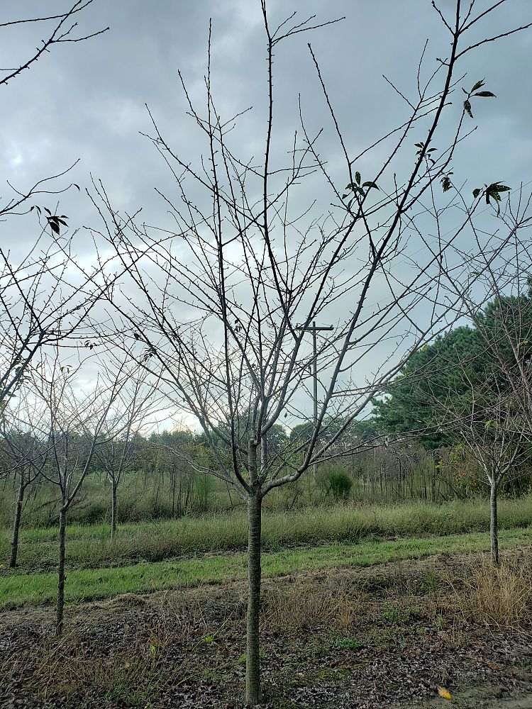 prunus-yedoensis-yoshino-cherry