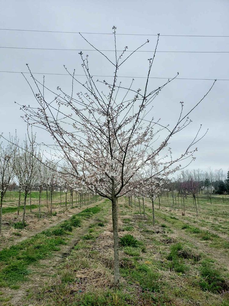 prunus-yedoensis-yoshino-cherry