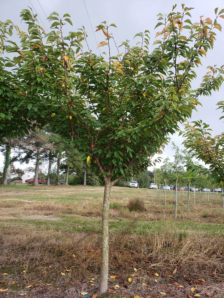 prunus-yedoensis-yoshino-cherry