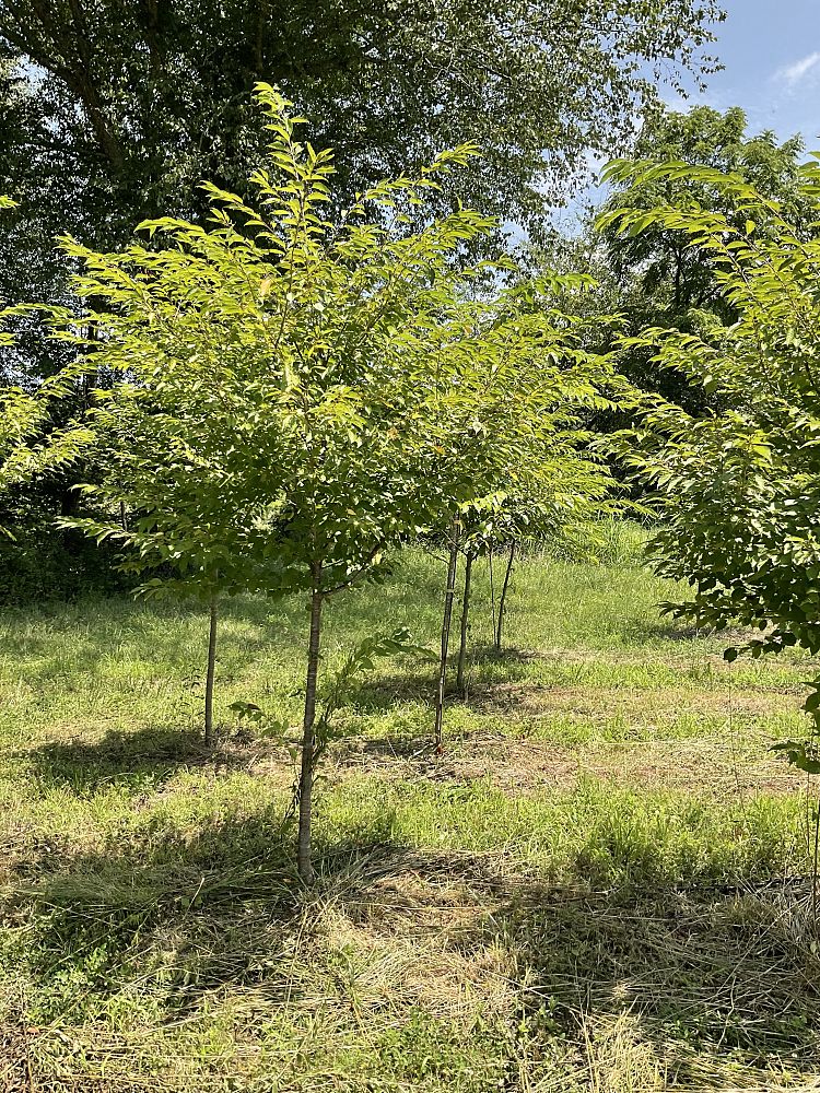 prunus-yedoensis-yoshino-cherry