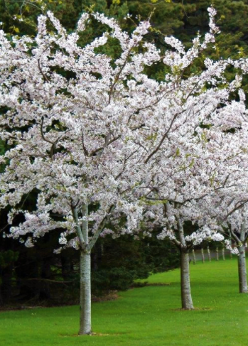 prunus-yedoensis-yoshino-cherry