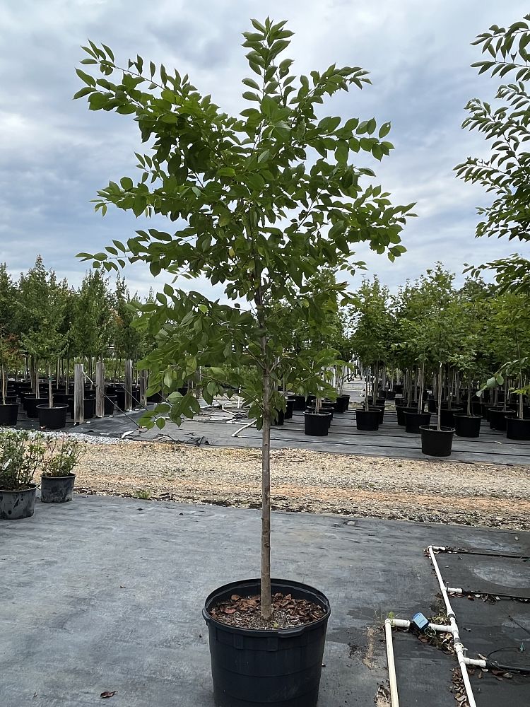 prunus-yedoensis-yoshino-cherry