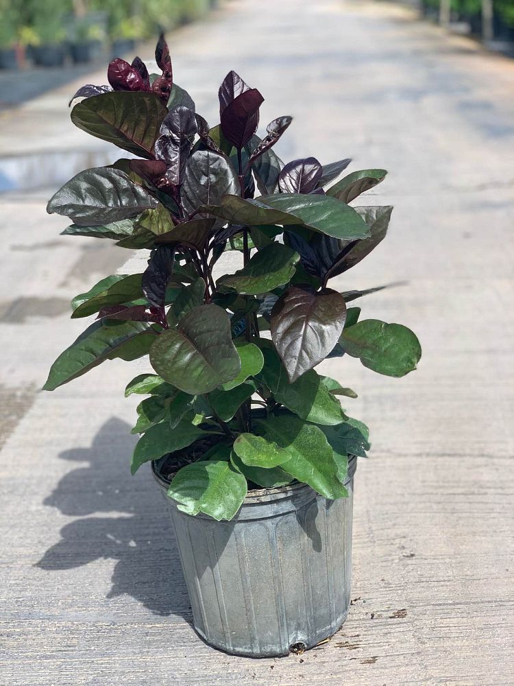 pseuderanthemum-atropurpureum-black-varnish-purple-false-eranthemum