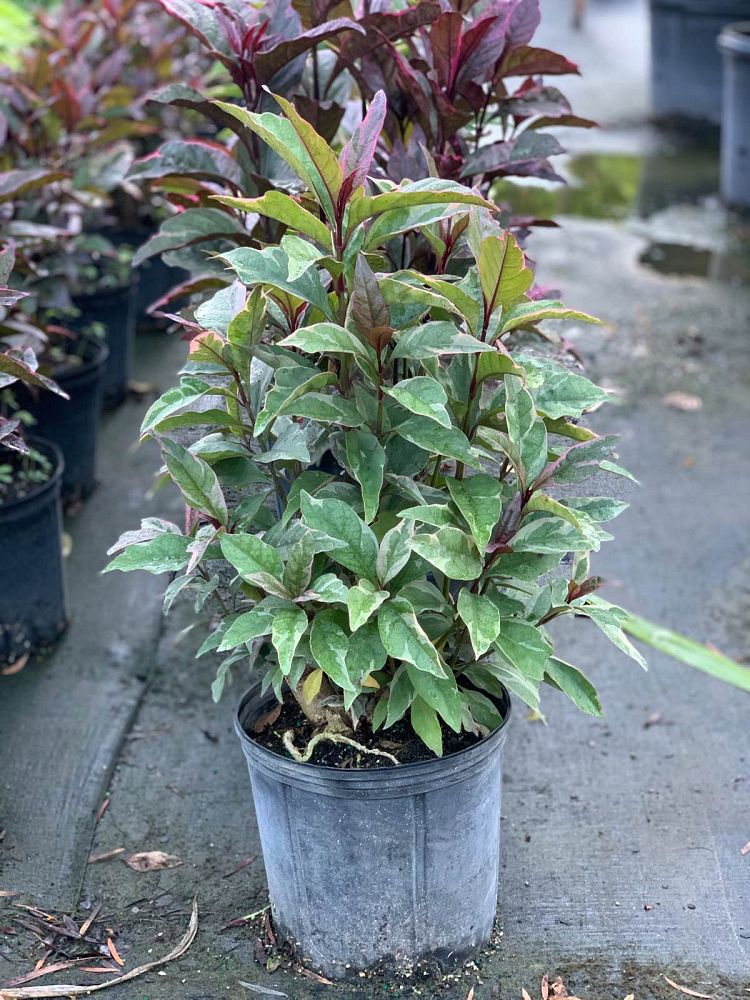 pseuderanthemum-carruthersii-atropurpureum-variegatum-variegated-purple-false-eranthemum