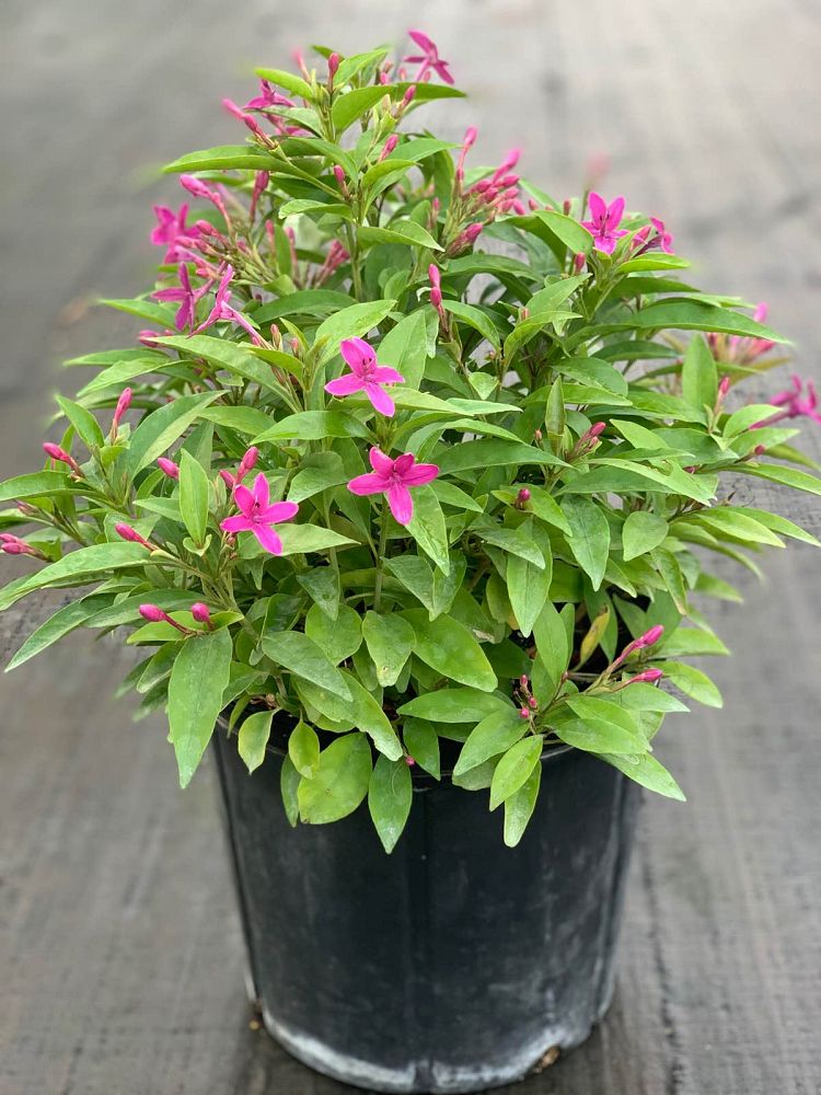 pseuderanthemum-laxiflorum-shooting-star